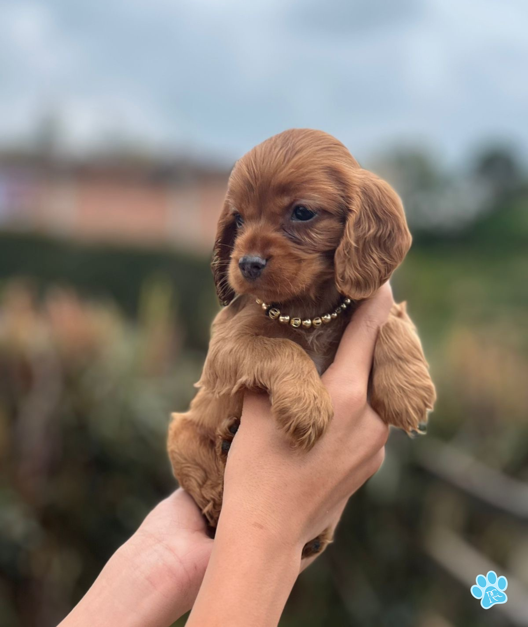 Cocker Spaniel